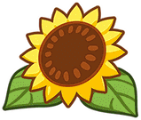 sunflower_1